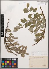 Foto von Salix caprea L. x Salix repens L.